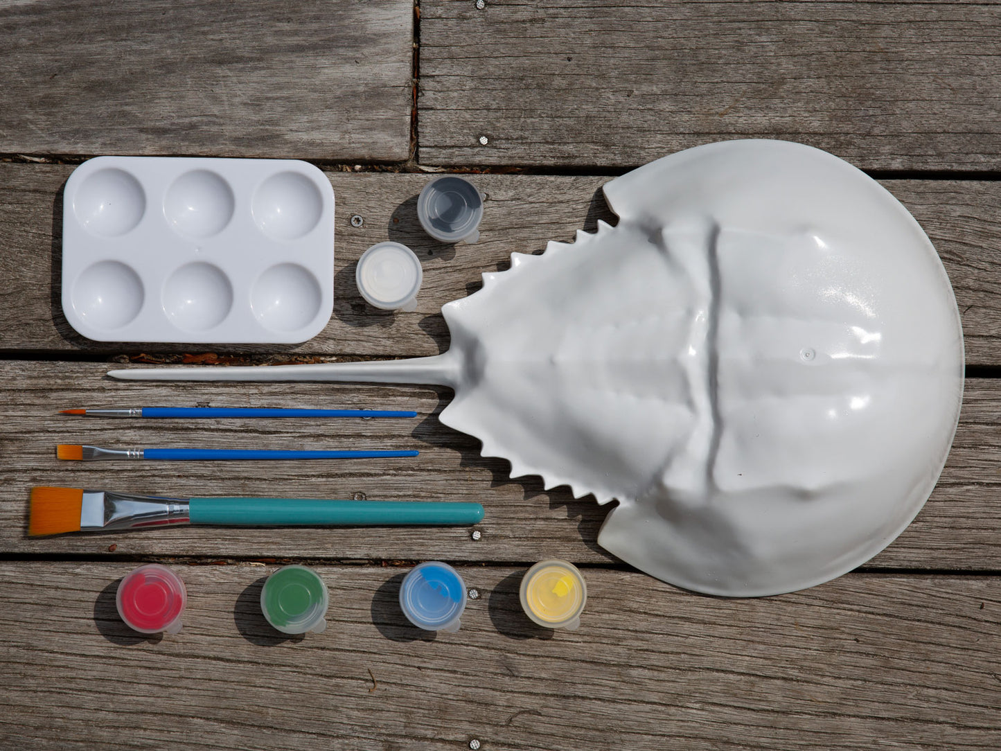 Hollow Horseshoe Crab Art Box