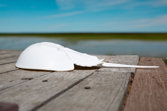 16-inch horseshoe crab model